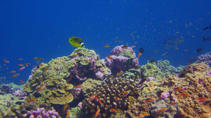 Экваториальные кораллы неожиданно быстро адаптировались к глобальному потеплению