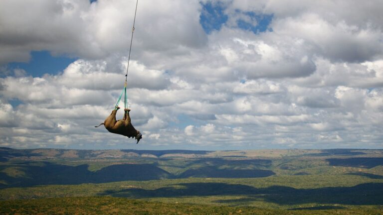 Перевозка носорога по воздуху / ©WWF