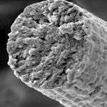 Биологи научились производить мышечные волокна с помощью бактерий