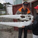 Мезозой, который мы потеряли: как в России динозавров не ищут