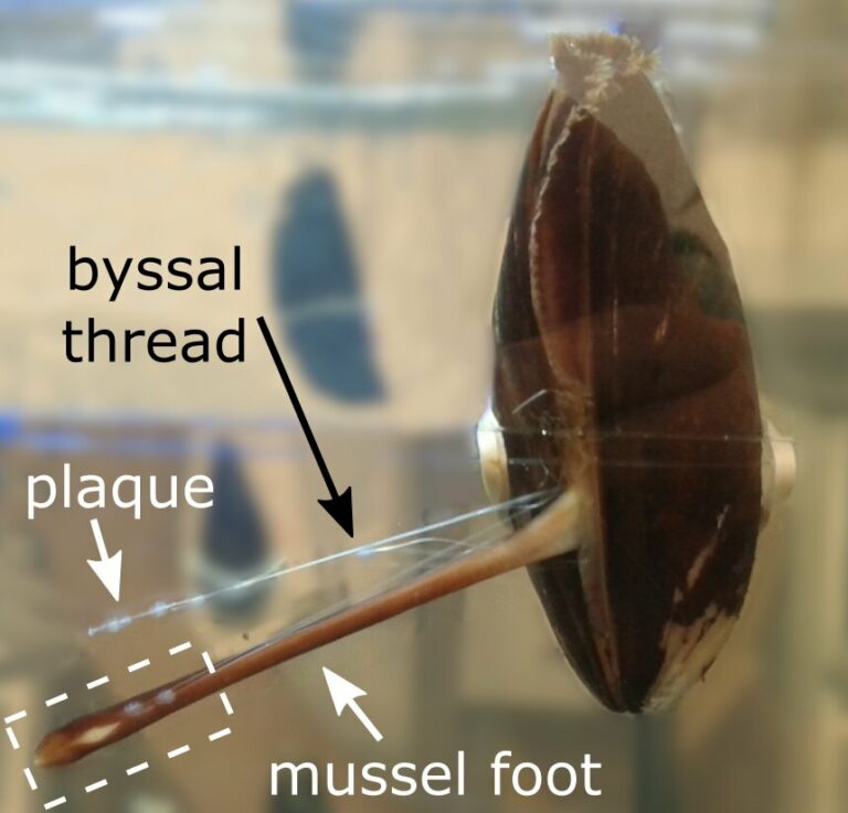 Биссусная нить (byssal thread) с адгезивными дисками (plaque) / © Tobias Priemel