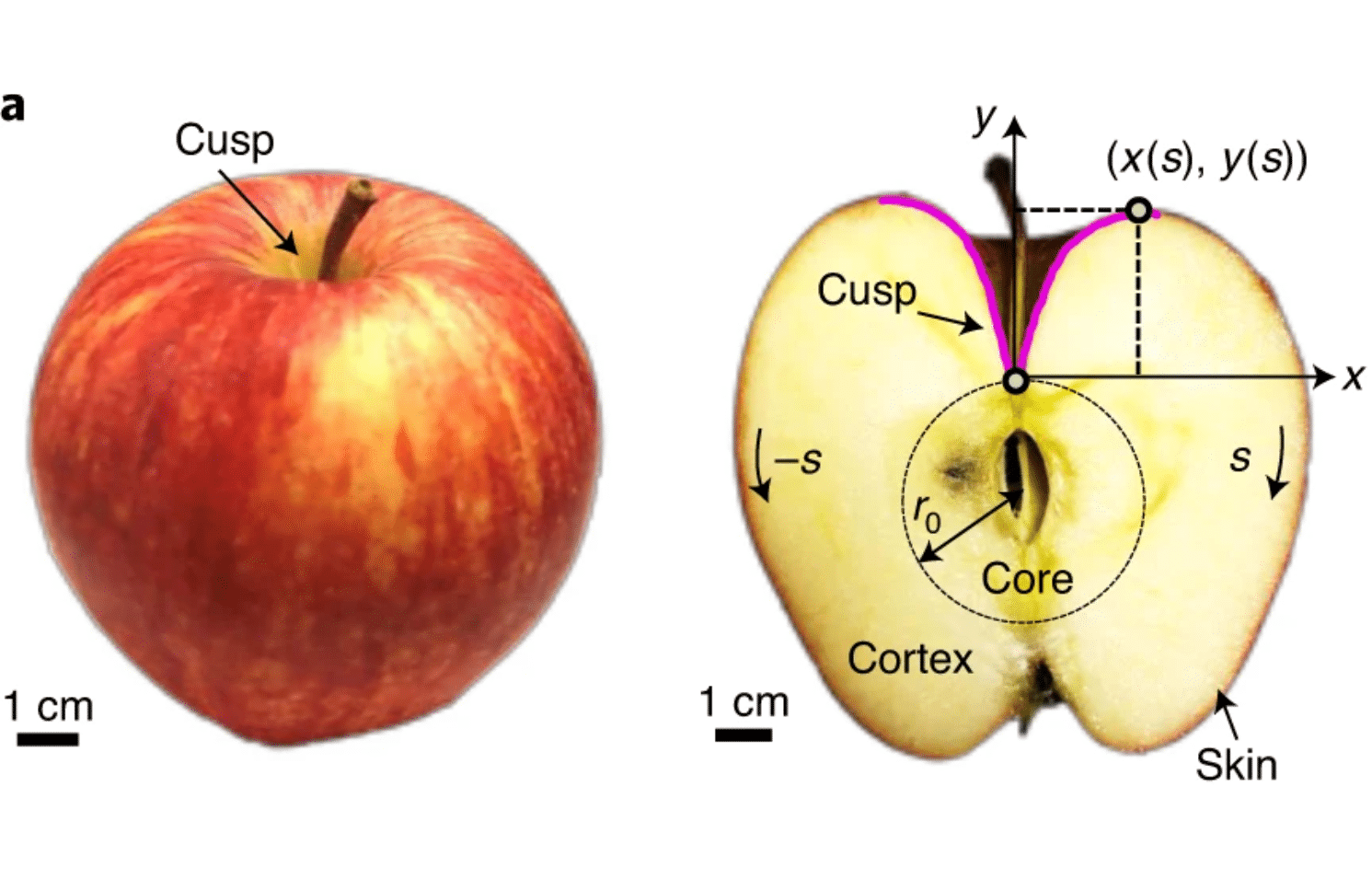 Как физики видят яблоко / © Harvard SEAS