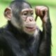 Шимпанзе впервые застали за использованием орудий в половых целях