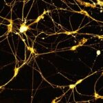 Физики ННГУ смоделировали сверхпроводниковый нейрон