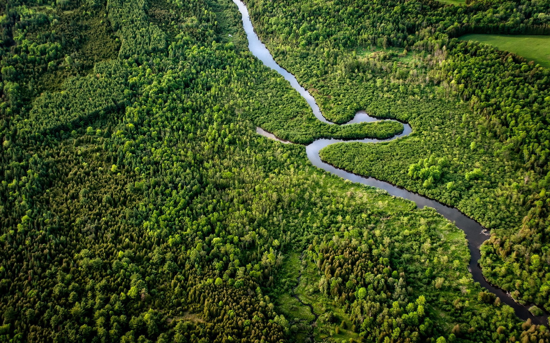 Проведено масштабное исследование эффективности сохранения леса в современном мире