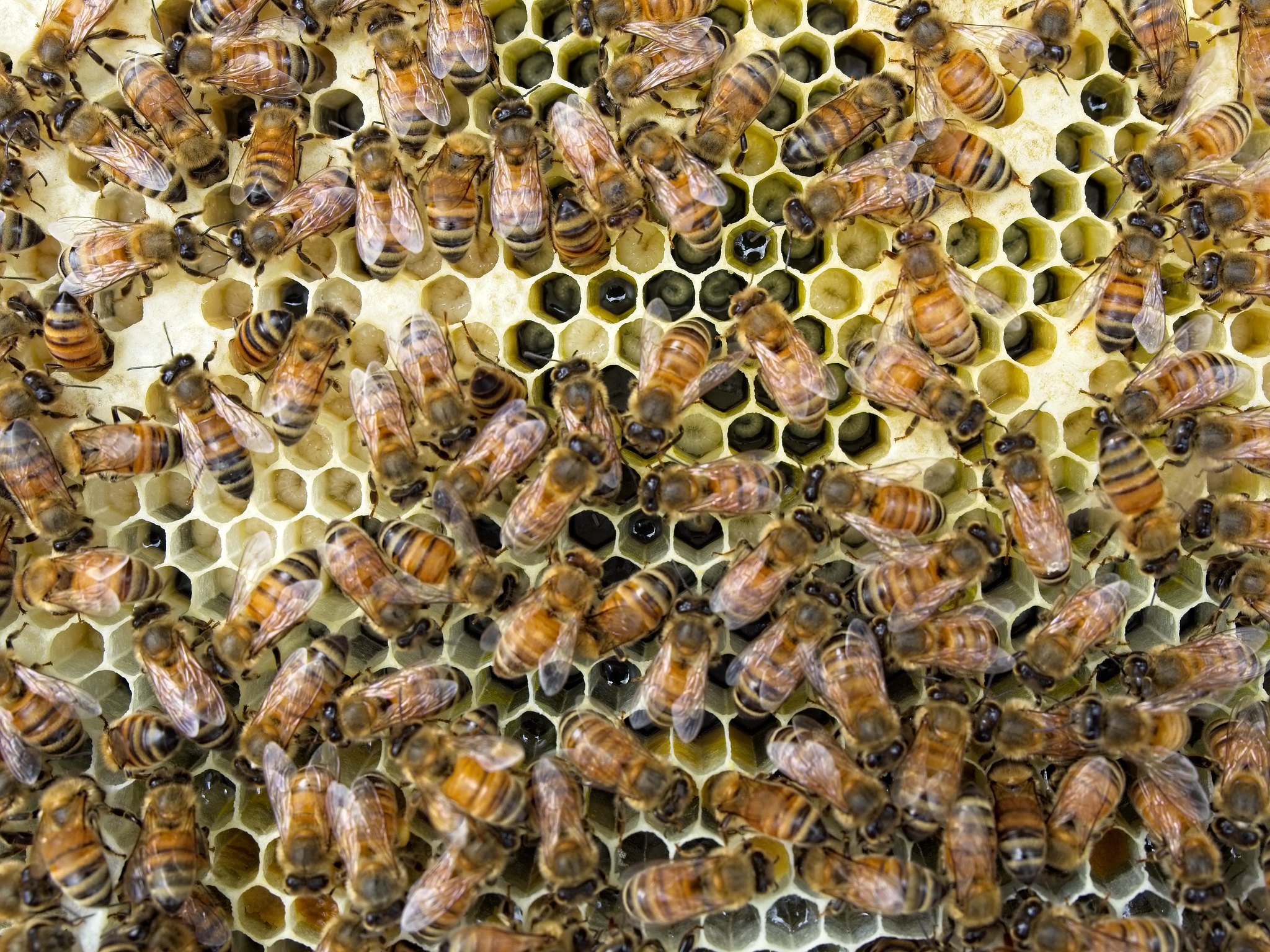 Пчелы заражённые паразитами