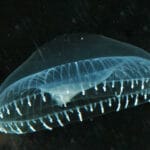 Вначале была медуза: зачем ученым светящиеся белки?
