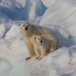Атаку белого медведя на северного оленя в море впервые удалось снять на видео