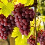Потребление винограда оздоровило микробиом кишечника