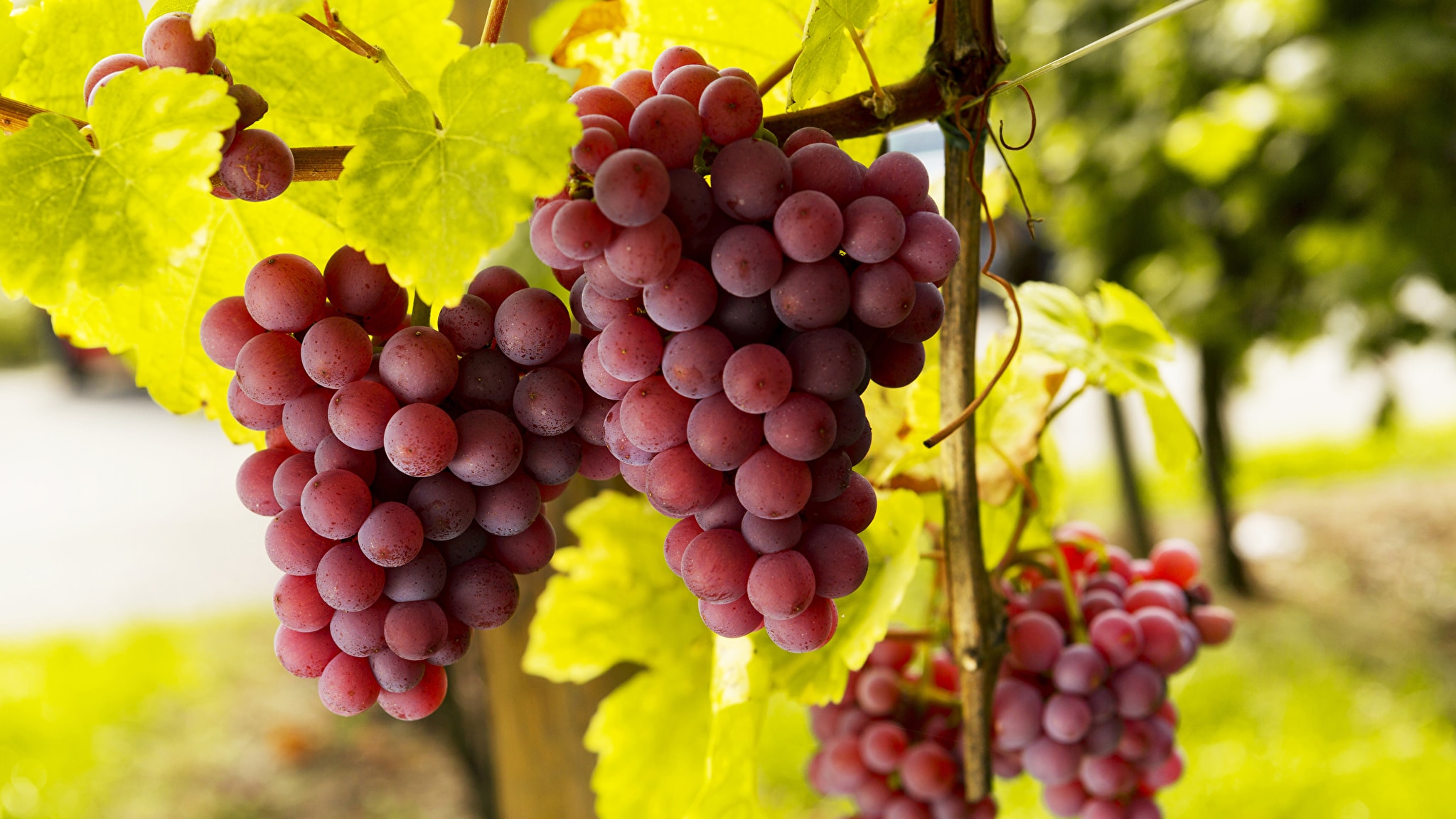 Потребление винограда оздоровило микробиом кишечника