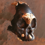 Описан первый череп ребенка Homo naledi