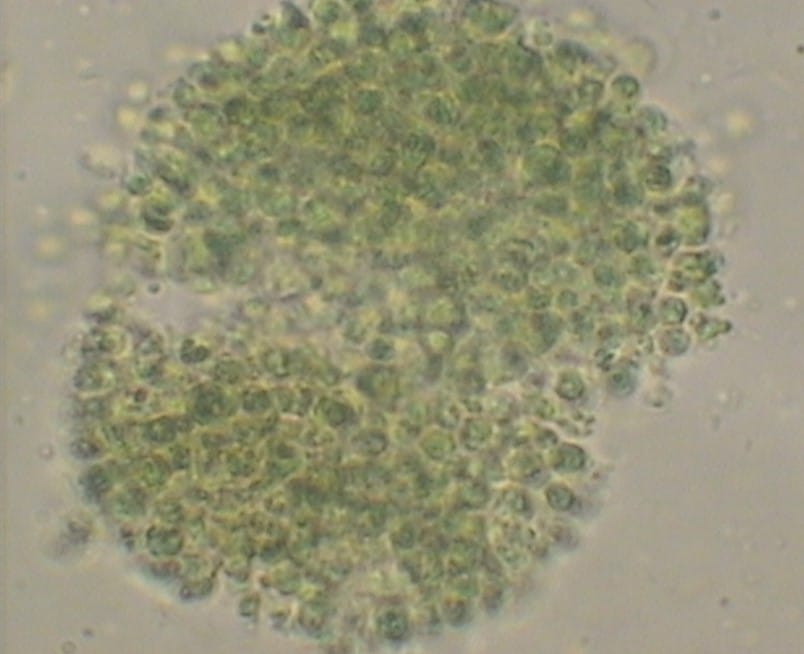 Микроорганизмы, которые использовали для получения биосорбента (микроскопические водоросли Chlorella) / ©Пресс-служба ПНИПУ