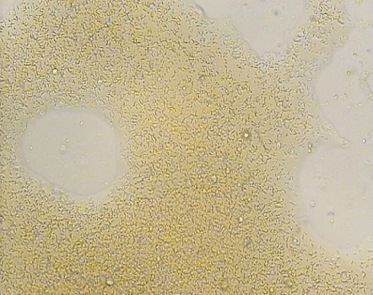 Микроорганизмы, которые использовали для получения биосорбента (суспензия аборигенных углеводородокисляющих микроорганизмов) / ©Пресс-служба ПНИПУ
