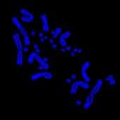 Макро- и микрохромосомы в клетке ящерицы-агамы