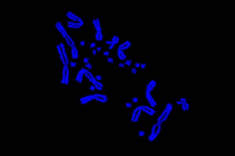 Макро- и микрохромосомы в клетке ящерицы-агамы