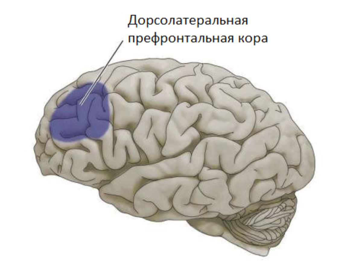 Подавление коры мозга разрешило конфликт внутренних человеческих мотивов в  пользу просоциальности