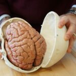 Неврология: мозг