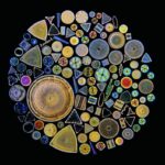 Картины из одноклеточных: как художники создают орнаменты из водорослей