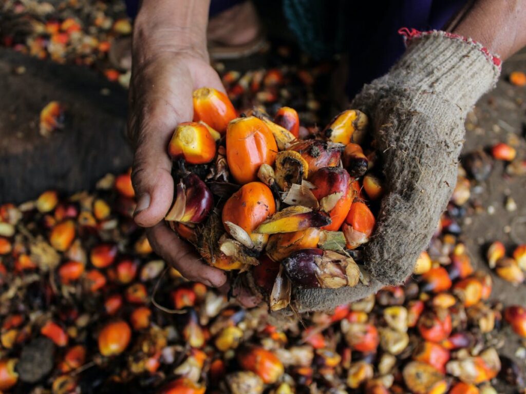Elaeis guineensis