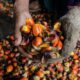 Содержащаяся в пальмовом масле кислота ускорила распространение раковых клеток