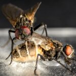 Грибы-паразиты мух распространяются, заставляя самцов спариваться с трупами зараженных самок