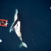 Ученые обследуют горбатого кита близ Антарктики