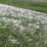 В ТГУ узнали, что современные виды «шелковой травы» появились 100 тысяч лет назад