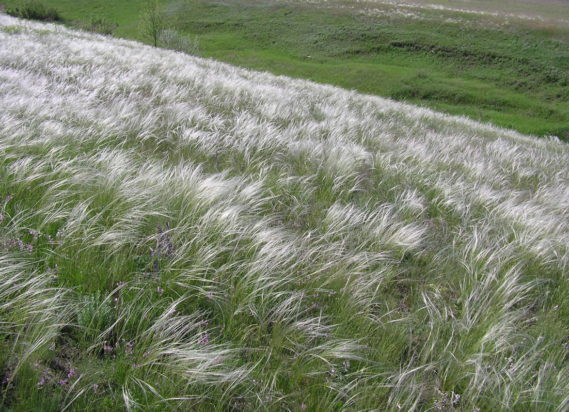 В ТГУ узнали, что современные виды «шелковой травы» появились 100 тысяч лет назад