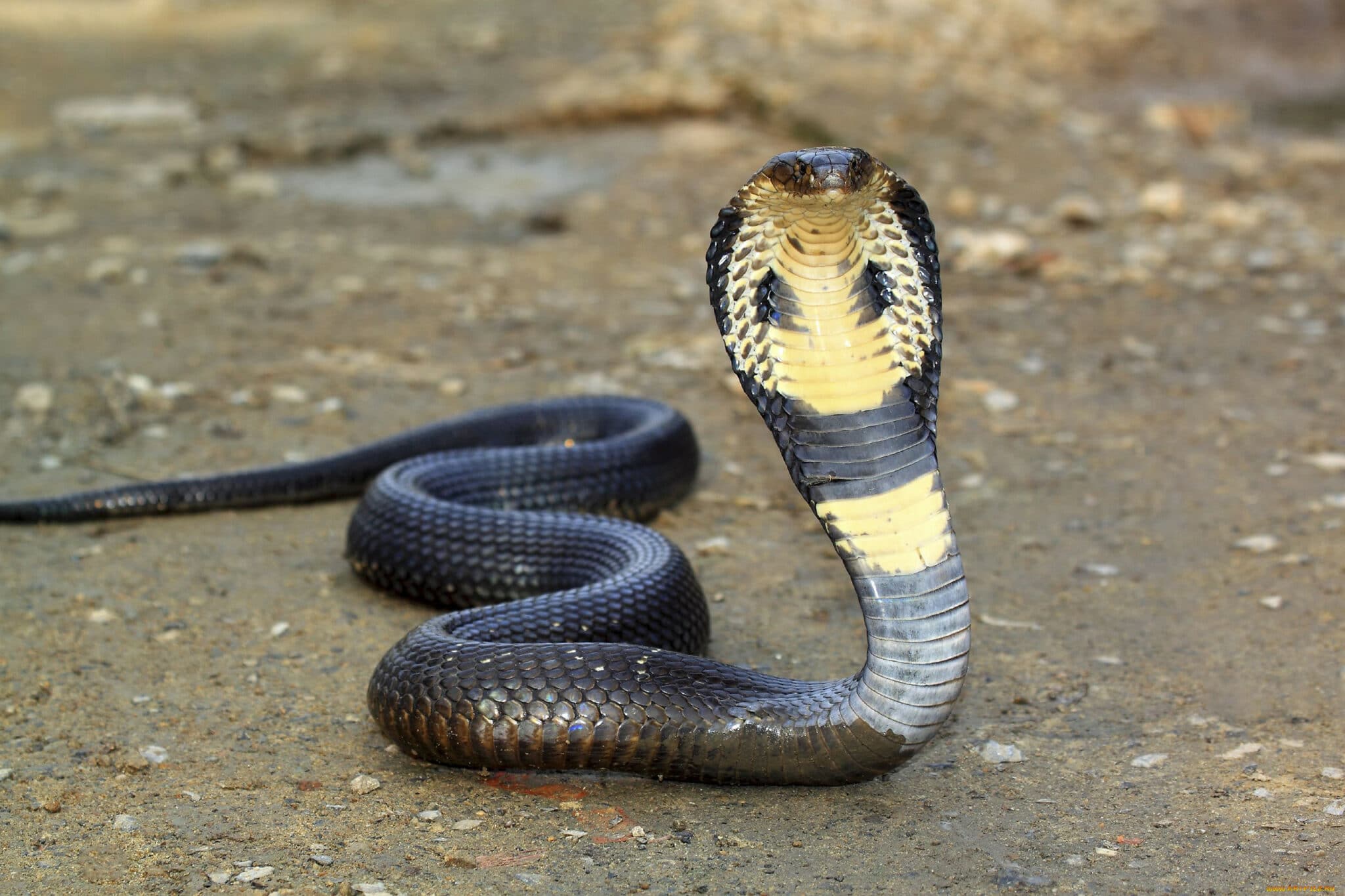 Змеиный яд и белок слюнных желез млекопитающих возникли от общих генов