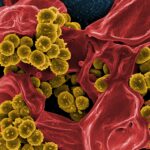 Дезинфектант ученых Пермского Политеха позволит атаковать бактерии, устойчивые к антибиотикам