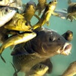 Позвоночные животные континентальных водоемов — Круглоротые и Рыбы