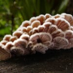 Генетики сходили по грибы и познали тонкости естественного отбора
