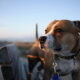 В ЛЭТИ выяснили, что личную информацию со смартфонов можно украсть через трекеры для собак