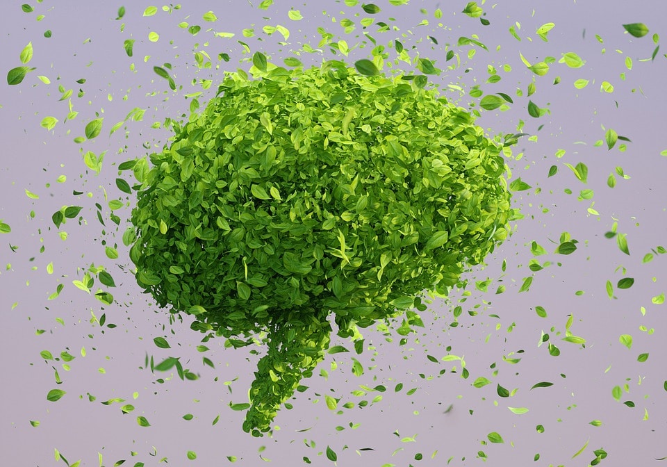 Стимуляция мозга привела к более «экологичным» решениям