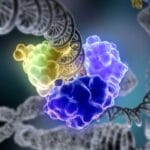 Биологи рассмотрели работу белков, «ремонтирующих» ДНК в живой клетке