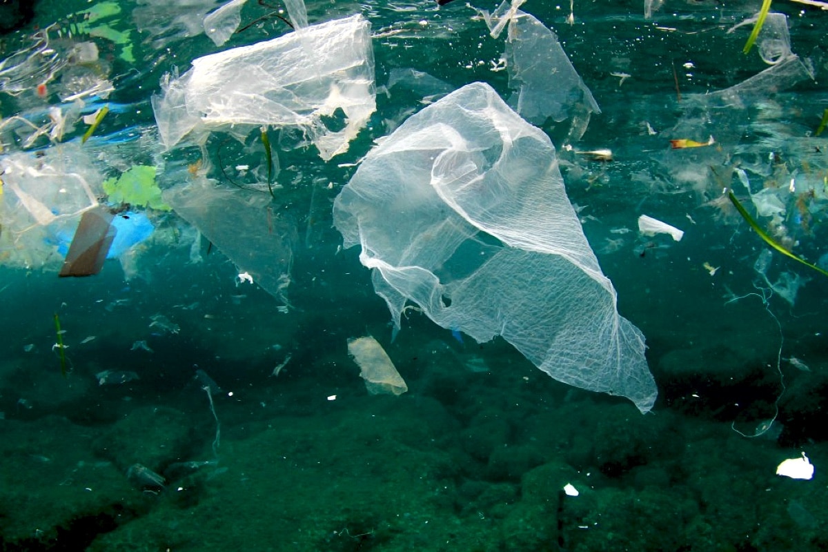Морские организмы начали заселять Большое тихоокеанское мусорное пятно