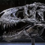 В берлинской клинике «Шарите» поставили диагноз тираннозавру Тристану Отто