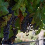 Винные сорта винограда впервые одомашнили на Южном Кавказе