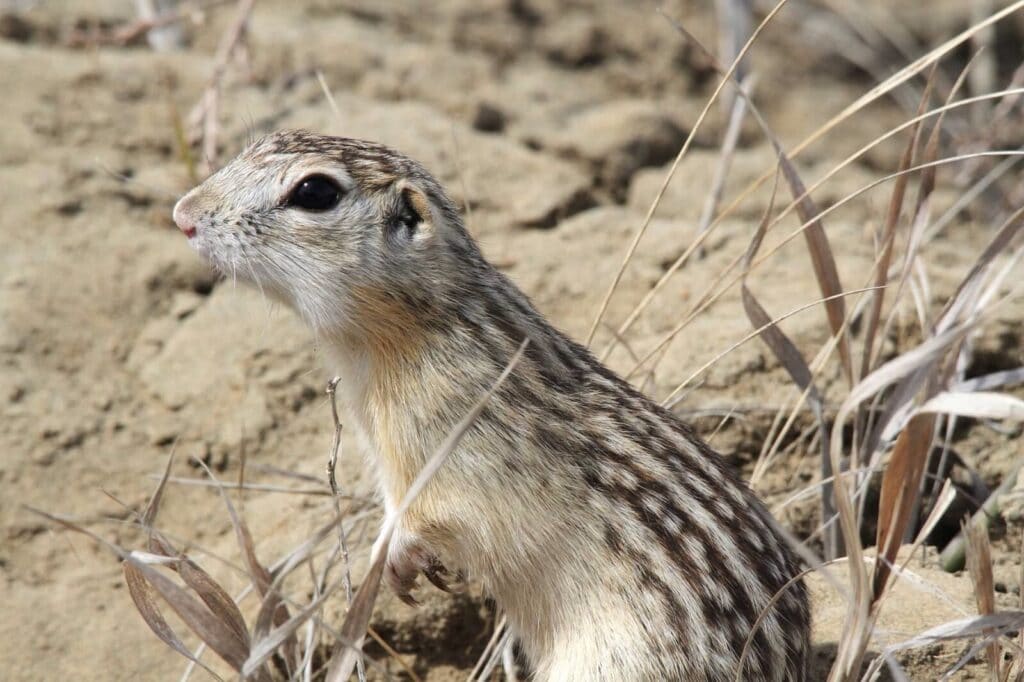 Ictidomys tridecemlineatus
