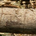В ЛЭТИ научили нейросеть выявлять участки леса, пораженные жуками-вредителями