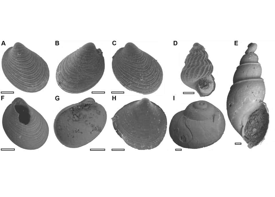 Микрофотографии раковин, описанных в исследовании