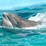 У самок дельфинов обнаружили клитор. Он напоминает человеческий и нужен для удовольствия