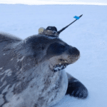 Тюлени помогли ученым исследовать Антарктику