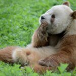 Ученые выяснили, как панда сохраняет полнощекость на жесткой бамбуковой диете