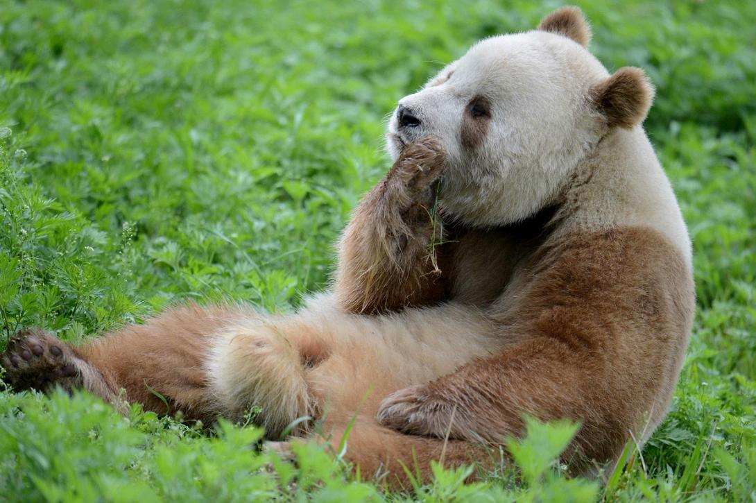 Ученые выяснили, как панда сохраняет полнощекость на жесткой бамбуковой диете