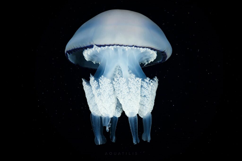 Медуза-корнерот Rhizostoma pulmo