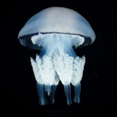 Медуза-корнерот Rhizostoma pulmo