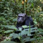 Обнаружены новые особенности обучения шимпанзе