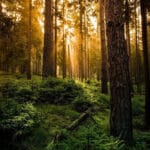 Как лес меняет климат. Теория биотической революции