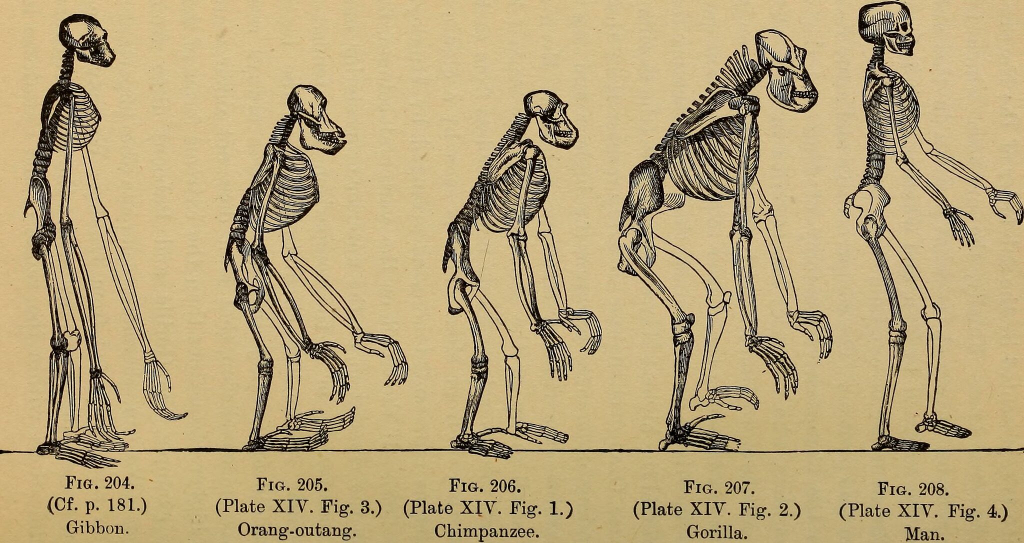 Скелет человека и человекообразных